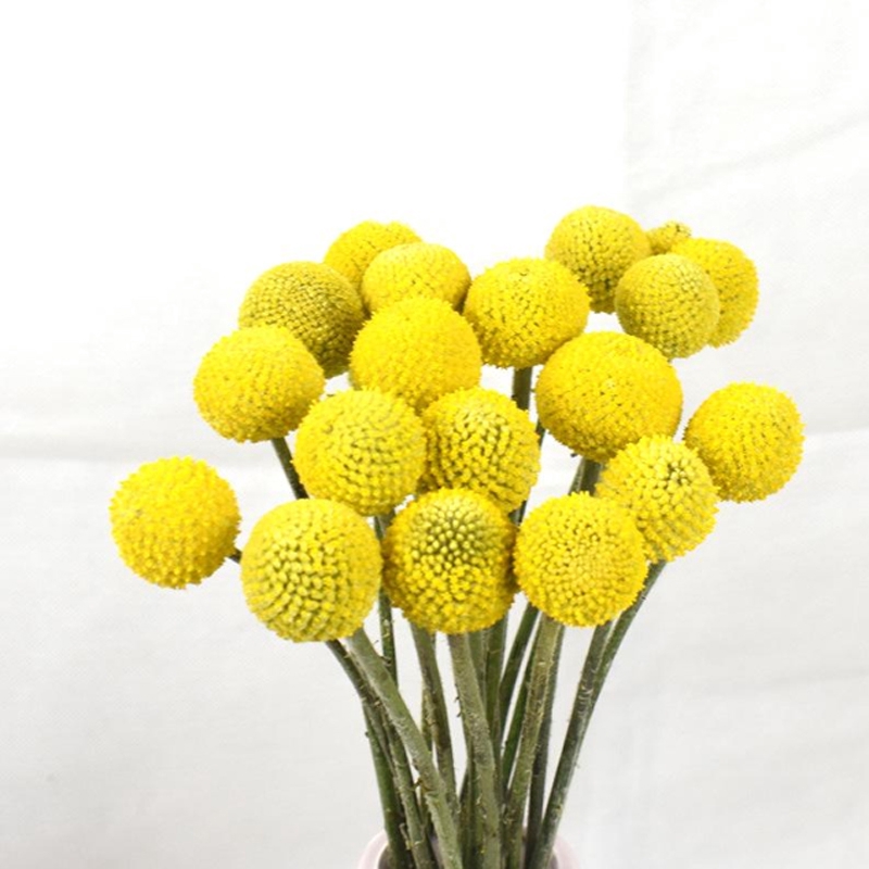 Khuôn Silicone Tạo Hình Cánh Hoa Trang Trí Bánh