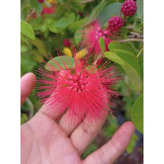 Chậu cây điệp Lào, kiều hùng tượng trưng cho may mắn, tài lộc, vượng khí cho người buôn bán - Summer Garden