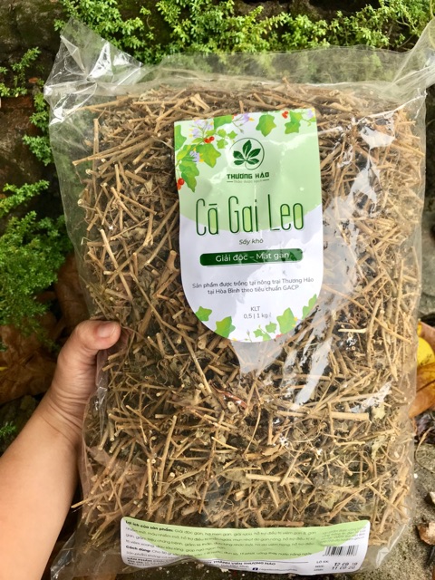 Cà gai leo Hoà Bình hỗ trợ điều trị về gan (có chứng nhận ATTP) | BigBuy360 - bigbuy360.vn