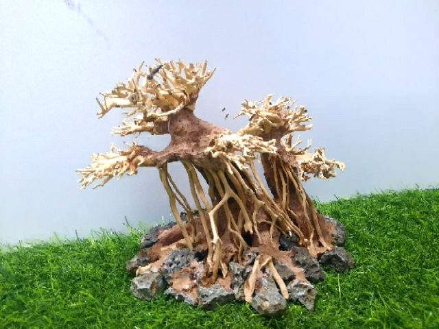 LŨA BONSAI CẤY RÊU