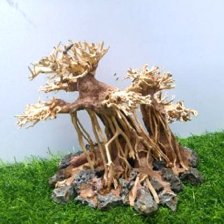 LŨA BONSAI CẤY RÊU ( N22cm - C13cm - S14cm)