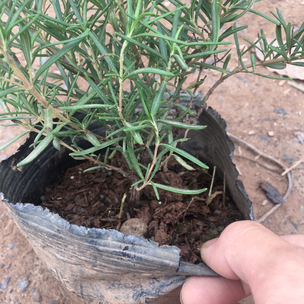 Cây Hương Thảo Rosemary Cao 30cm Toả Hương Dịu Nhẹ,Làm Gia Vị,Đuổi Muỗi
