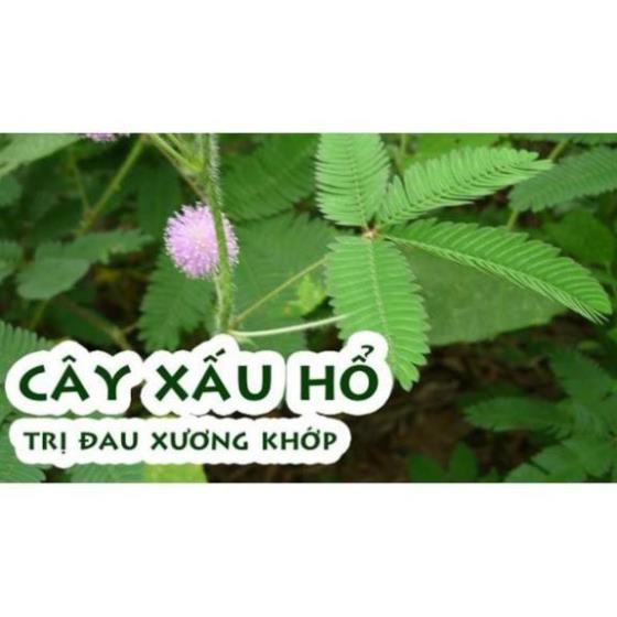 1kg Cây xấu hổ khô ( cây mắc cỡ) hàng loại 1 GT125