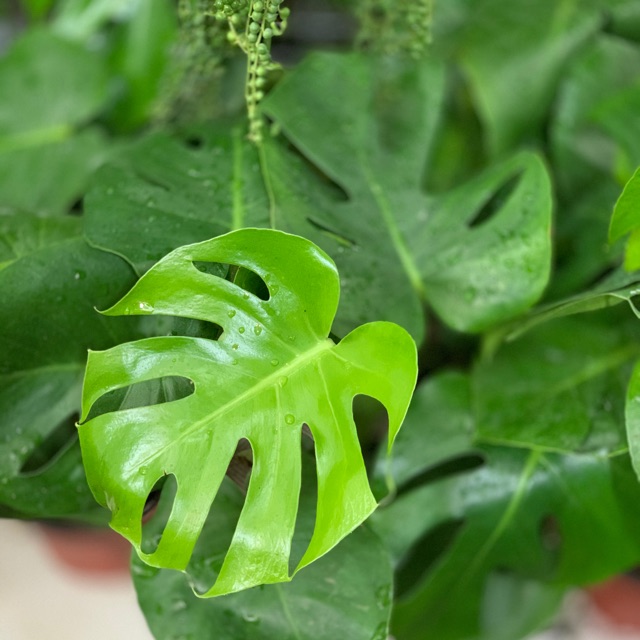 Trầu Bà Nam Mỹ(Montera)