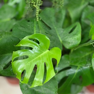 Trầu Bà Nam Mỹ(Montera)
