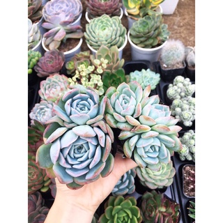Sen Đá size bầu [ib shop gửi hình lựa ạ]