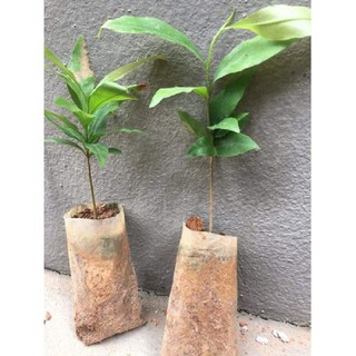 BẦU CÂY MAI VÀNG CÁNH KÉP ĐẠI LỘC