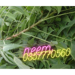 Lá neem khô 1kg Ninh Thuận