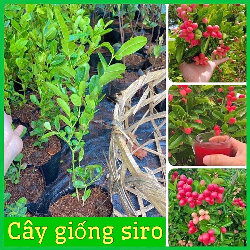 CÂY GIỐNG SIRO LÀM MỨT NƯỚC SIRO DỄ TRỒNG QUẢ QUANH NĂM