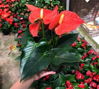 Cây Hồng môn ( 6 màu )