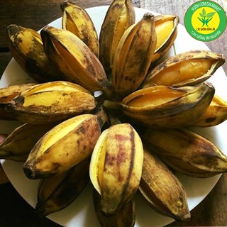 Cây giống chuối sáp nghệ cấy mô siêu sớm