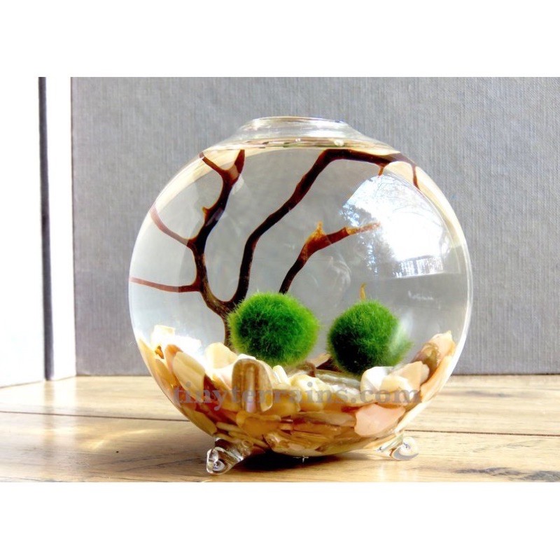 Tảo cầu rêu marimo - trang trí bể tép, bể thuỷ sinh