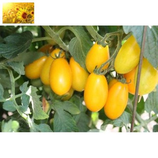 Hạt Giống Cà Chua Bi Vàng (30Hạt)