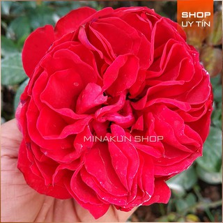 Hoa hồng leo ngoại Red Eden cực đẹp MinaKun Shop