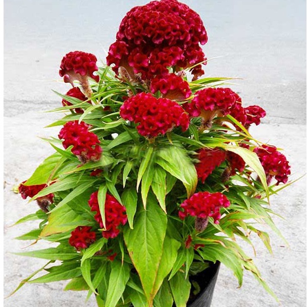 Hạt Giống Hoa Mào Gà Búa