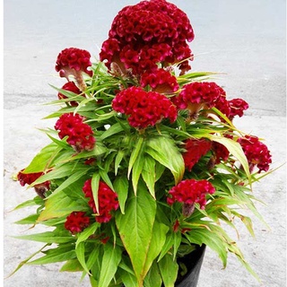 Hạt Giống Hoa Mào Gà Búa