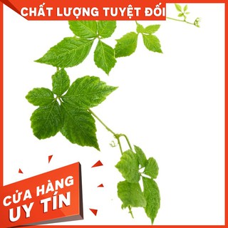 Combo 2Kg Giảo Cổ Lam Sapa - Thảo Dược Uy Tín