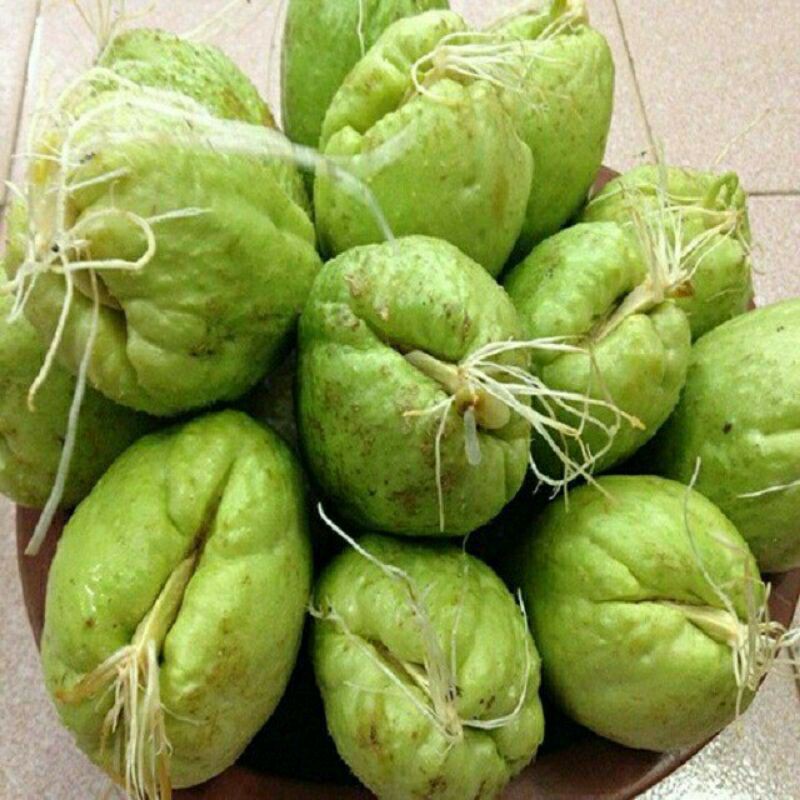 SU SU GIỐNG