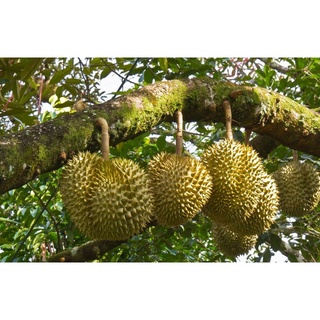 Cây giống sầu riêng ruột đỏ