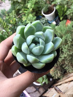 SEN ĐÁ SAO BĂNG GIỐNG MỚI SIZE 4-6CM