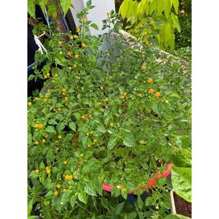 Cây giống ớt charapita, ớt peru (ớt đắt nhất thới giới)