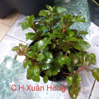 Combo 2 chậu rau cải xoong nhật.