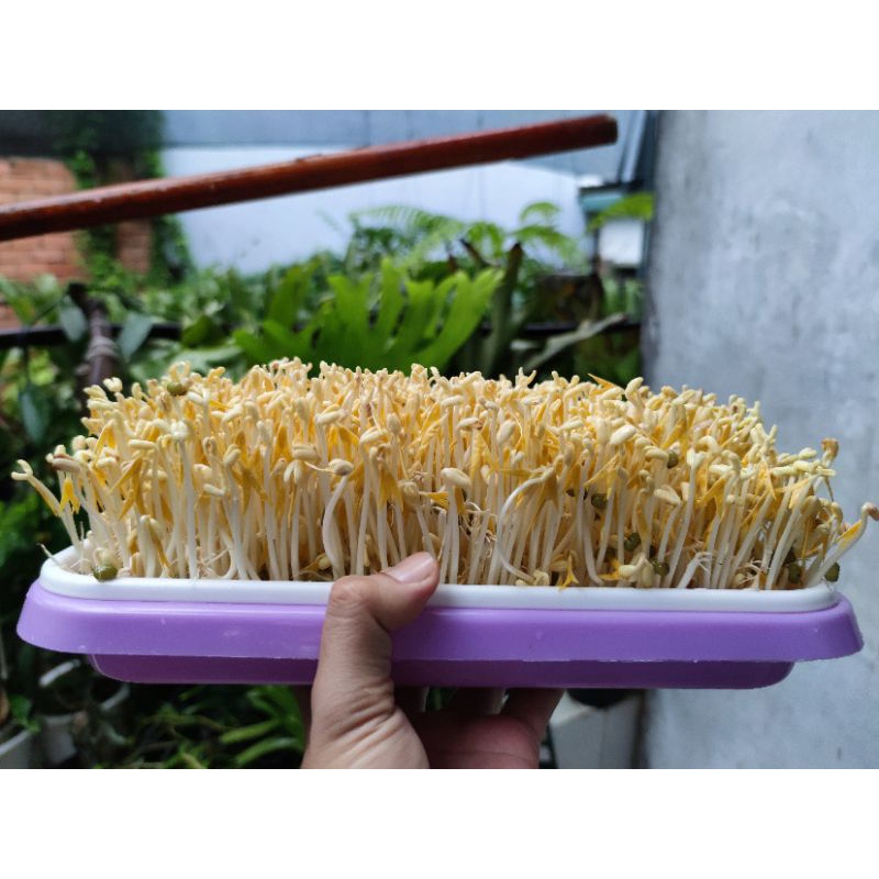 Khay Dụng Cụ Làm Giá Đỗ 34x25x5cm