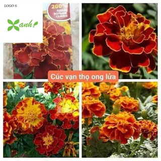 HẠT GIỐNG CÚC VẠN THỌ ONG LỬA gói 50 hạt