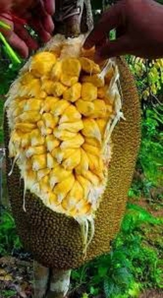 Cây MÍT MẬT ta, cây gieo hạt, mít thuần Việt, giống cực ngon