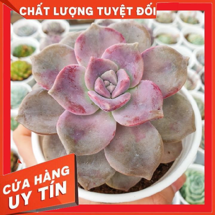 Sen đá hồng mập size trung ❌ FREE SHIP ❌  Xuất xứ Đà Lạt, đã thuần khí hậu