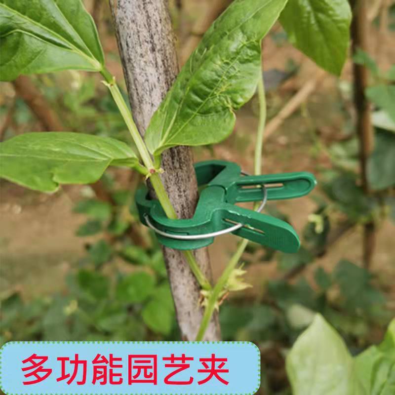 Kẹp Hỗ Trợ Cành Cây Leo Tiện Dụng Cho Sân Vườn