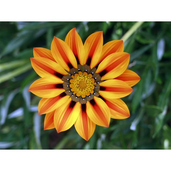 20 Hạt Giống Hoa cúc Gazania (cúc châu Mỹ)