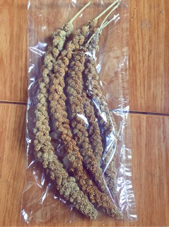 Kê sợi , kê chùm