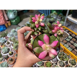 [HOT] SEN ĐÁ HỒNG SAO BỤI 6CM