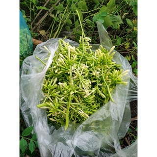 200 Hạt giống đu đủ đực sai hoa