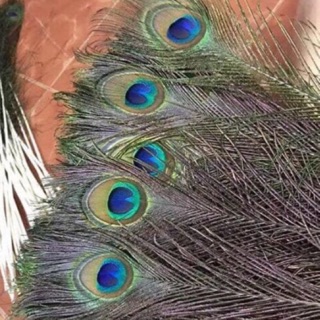 Combo 55c lông công 80cm ngũ phúc lâm môn loại to đẹp