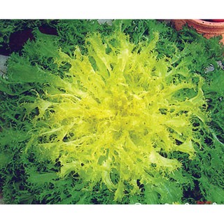 Hạt Giống Rau Xà Lách Hoàng Đế Chịu Nhiệt (3000 Hạt) - [MUA 3 TẶNG 1 CÙNG LOẠI] - Giàu Vitamin , Thơm Ngon, Năng Suất