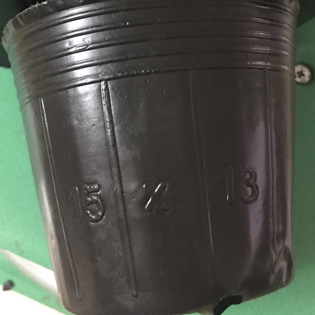 1kg bầu ươm cây size nhỡ
