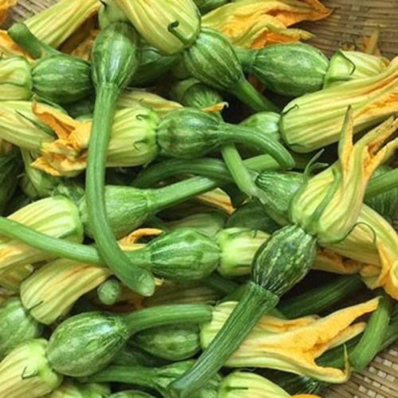 Hạt giống bí siêu nụ cao sản F1