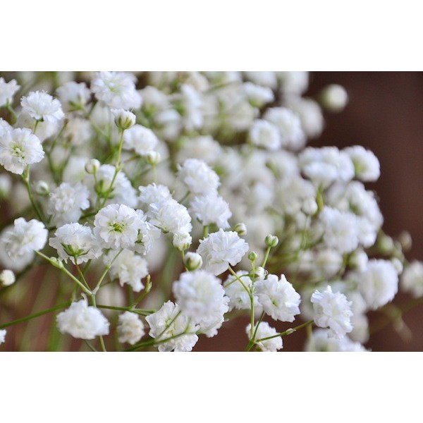 hạt giống hoa bây bi trắng F1 100 hạt