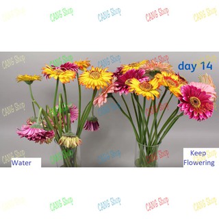 Nước cắm hoa lâu tàn Keep Flowering (1000ml)