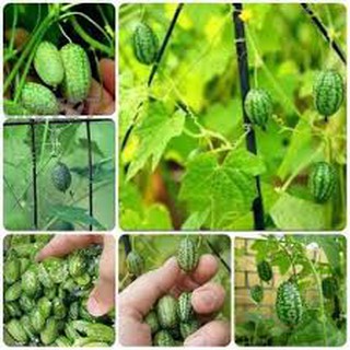 Hạt giống dưa hấu mini (dưa hấu tí hon ) 10hat