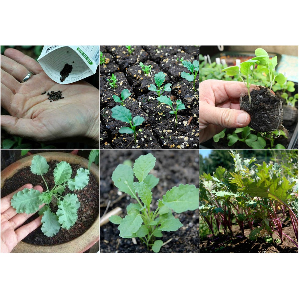 ( SIÊU HOT ) Hạt giống cải xoan xanh Kale 2gr