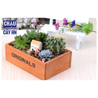 🔥Chậu gỗ Original trồng cây tiểu cảnh