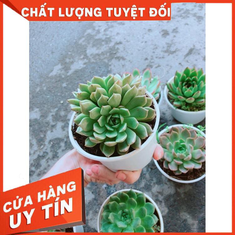 Chậu Sen Đá Hoa Hồng Đen Nhiều Người Mua