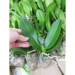 Hồ điệp đại cây giống combo 5 cây 5 màu