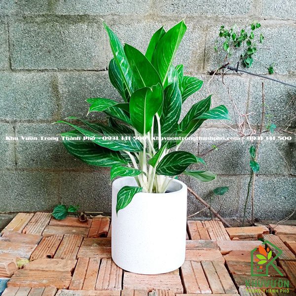 Chậu đá mài trụ tròn 25x25cm thích hợp trồng cây nội thất