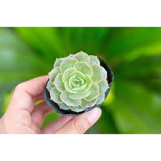 Sen đá ngọc bích - đà lạt - lỗi 1 đổi 1