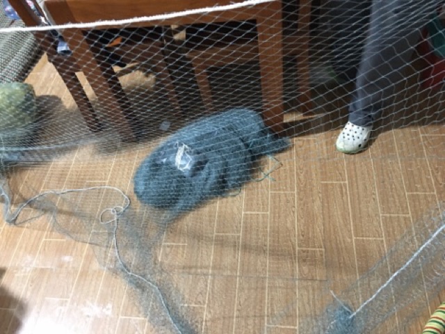 Lưới chim dù giật úp