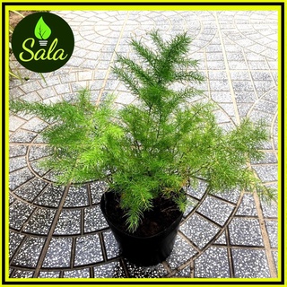 CÂY TRÚC THIÊN MÔN